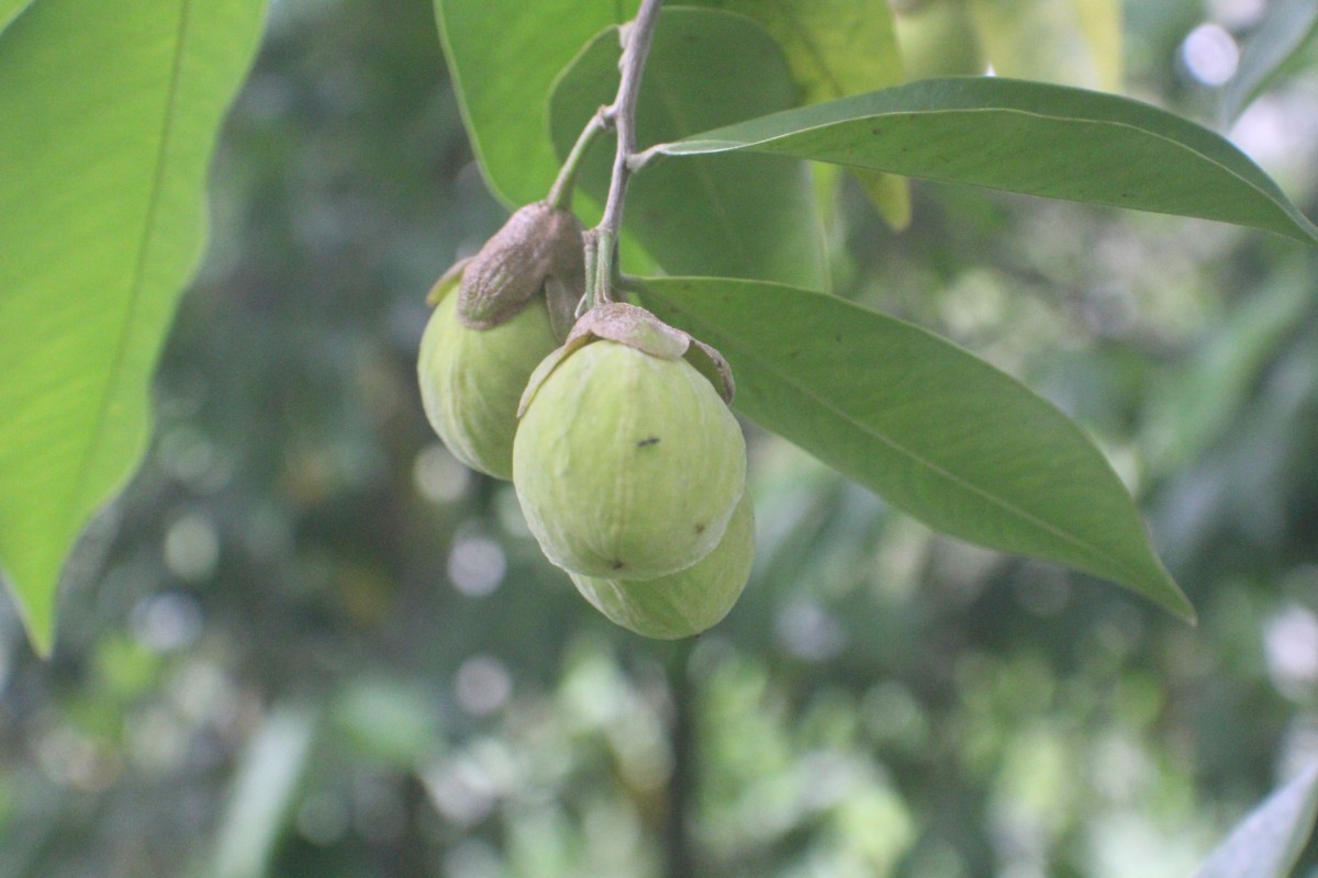 Aquilaria crassna Pierre ex Lecomte